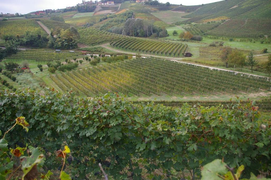 Cascina Ballarin La Morra Exterior foto